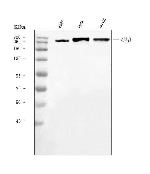 Anti-CAD Antibody Picoband® Boster Bio