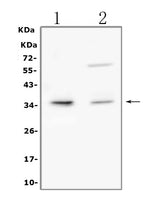 Anti-TRAIL/TNFSF10 Antibody Picoband® Boster Bio