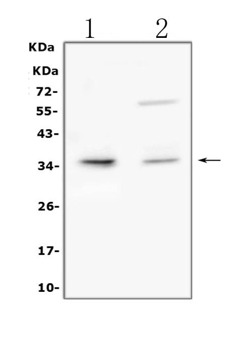 Anti-TRAIL/TNFSF10 Antibody Picoband® Boster Bio
