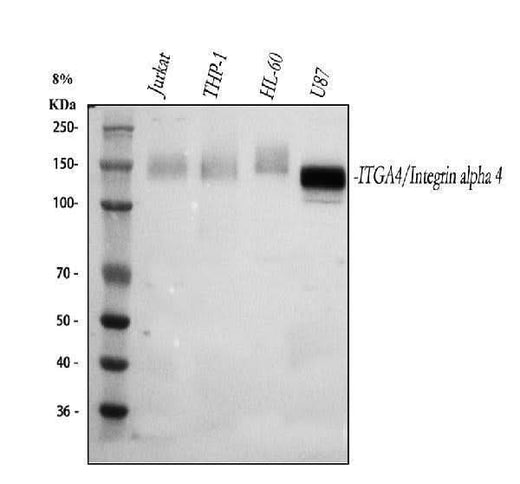 Anti-Integrin Alpha 4/ITGA4 Antibody Picoband® Boster Bio