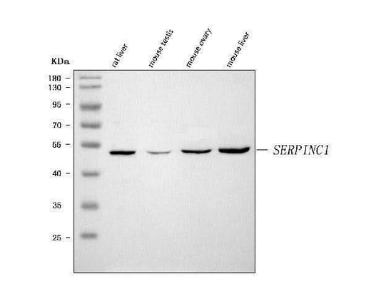 Anti-Antithrombin III/SERPINC1 Antibody Picoband® Boster Bio