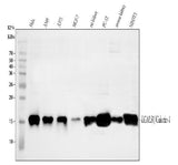 Anti-Galectin 1/Lgals1 Antibody Picoband® Boster Bio
