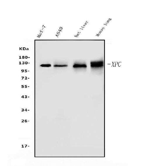 Anti-XPC Antibody Picoband® Boster Bio