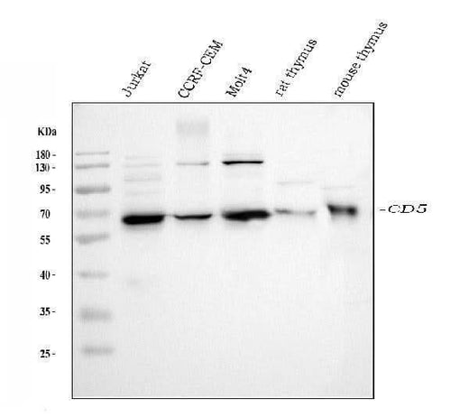 Anti-CD5 Antibody Picoband® Boster Bio