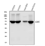Anti-CD5 Antibody Picoband® Boster Bio