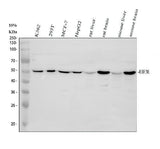 Anti-EIF3e Antibody Picoband® Boster Bio