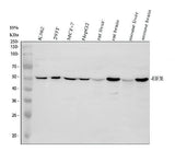 Anti-EIF3e Antibody Picoband® Boster Bio