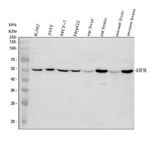 Anti-EIF3e Antibody Picoband® Boster Bio