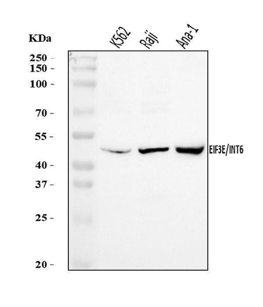 Anti-EIF3E Antibody Picoband® Boster Bio