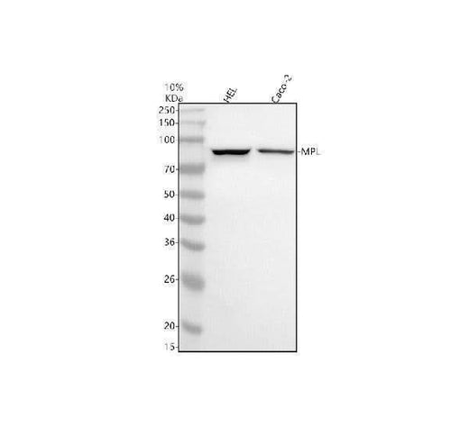 Anti-TPOR/MPL Antibody Picoband® Boster Bio