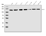 Anti-MERTK Antibody Picoband® Boster Bio