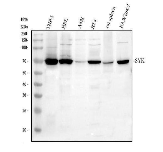 Anti-SYK Antibody Picoband® Boster Bio