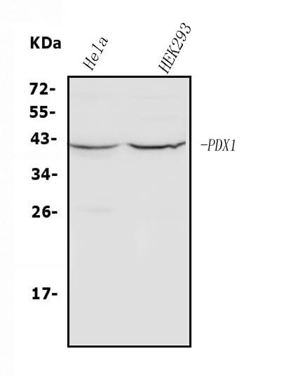 Anti-PDX1 Antibody Picoband® Boster Bio