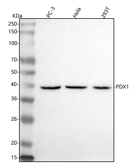 Anti-PDX1 Antibody Picoband® Boster Bio