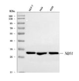 Anti-NQO1 Antibody Picoband® Boster Bio