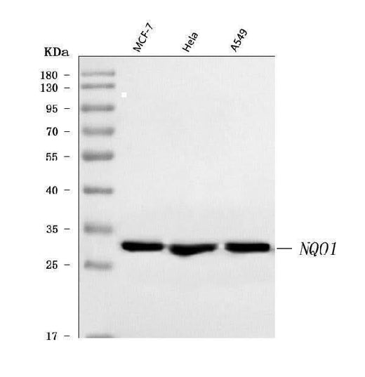 Anti-NQO1 Antibody Picoband® Boster Bio