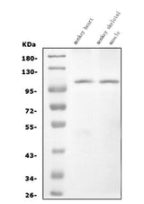 Anti-CARD4/NOD1 Antibody Picoband® Boster Bio