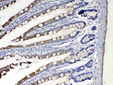 Anti-Cytochrome P450 2D6/CYP2D6 Antibody Picoband® Boster Bio