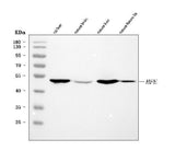 Anti-Hfe Antibody Picoband® Boster Bio