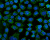 Anti-KEAP1 Antibody Picoband® Boster Bio