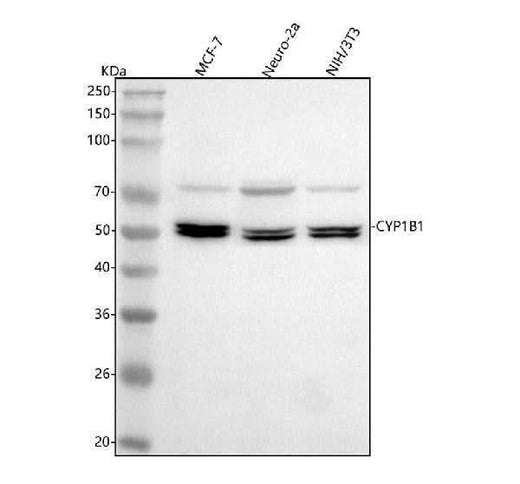 Anti-CYP1B1 Antibody Picoband® Boster Bio