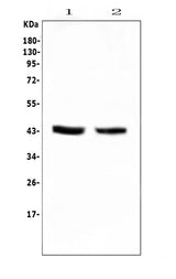 Anti-PON1 Antibody Picoband® Boster Bio