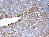 Anti-PON1 Antibody Picoband® Boster Bio