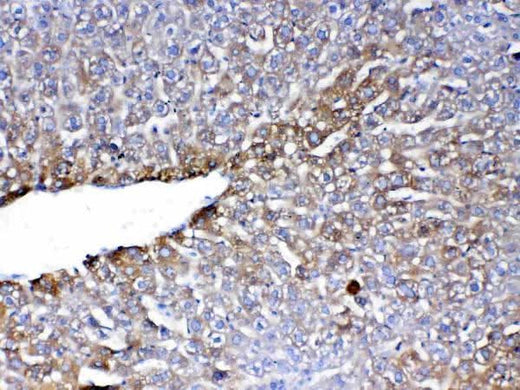Anti-PON1 Antibody Picoband® Boster Bio