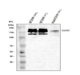 Anti-Collagen Type II/COL2A1 Antibody Picoband® Boster Bio