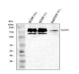 Anti-Collagen Type II/COL2A1 Antibody Picoband® Boster Bio