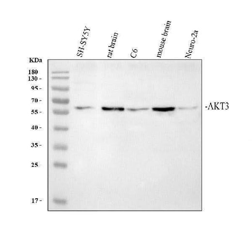 Anti-AKT3 Antibody Picoband® Boster Bio