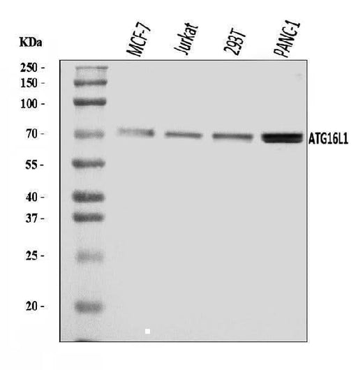 Anti-ATG16L1 Antibody Picoband® Boster Bio