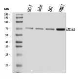 Anti-ATG16L1 Antibody Picoband® Boster Bio