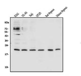 Anti-CD69 Antibody Picoband® Boster Bio