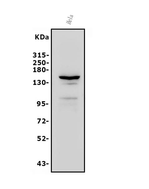 Anti-FLT1 Antibody Picoband® Boster Bio