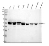 Anti-MLKL Antibody Picoband® Boster Bio