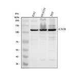 Anti-Exonuclease 1/EXO1 Antibody Picoband® Boster Bio