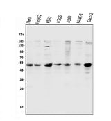 Anti-Cyclin E1/CCNE1 Antibody Picoband® Boster Bio