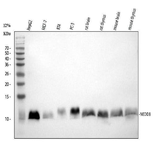 Anti-NEDD8 Antibody Picoband® Boster Bio