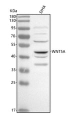 Anti-WNT5A Antibody Picoband® Boster Bio