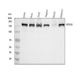 Anti-MSH6 Antibody Picoband® Boster Bio
