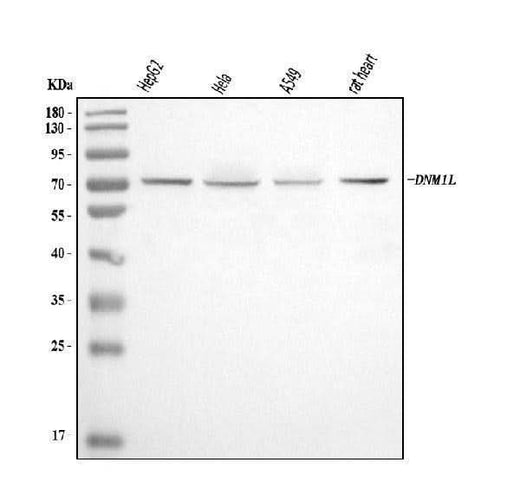 Anti-DRP1/DNM1L Antibody Picoband® Boster Bio