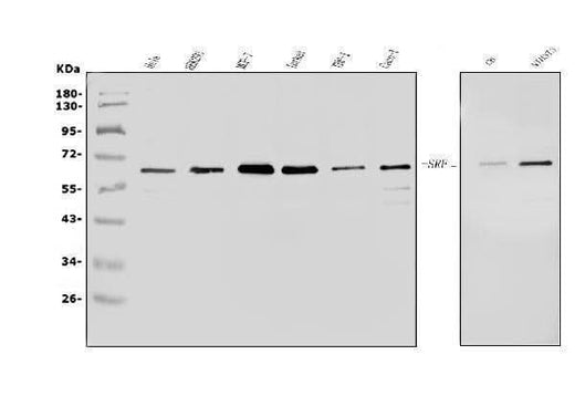 Anti-Serum Response Factor/SRF Antibody Picoband® Boster Bio