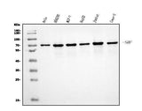 Anti-Serum Response Factor/SRF Antibody Picoband® Boster Bio