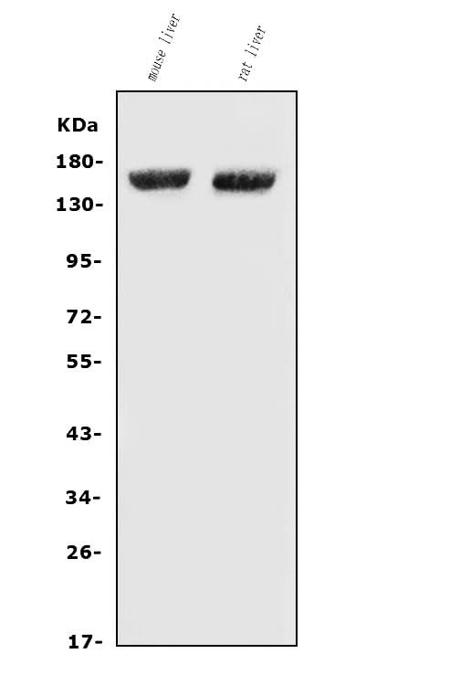 Anti-Factor H/Cfh Antibody Picoband® Boster Bio