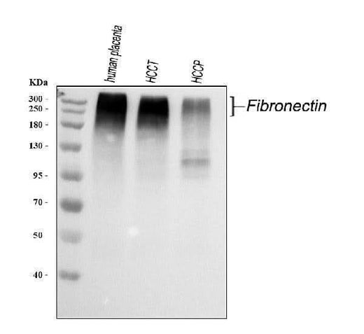 Anti-Fibronectin/FN1 Antibody Picoband® Boster Bio