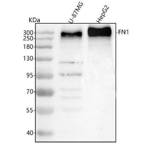 Anti-Fibronectin/FN1 Antibody Picoband® Boster Bio