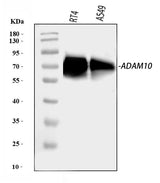 Anti-ADAM10 Antibody Picoband® Boster Bio