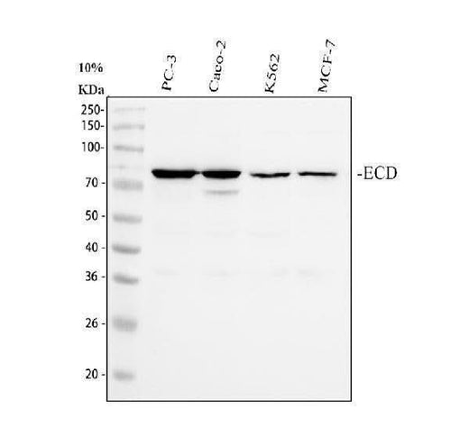 Anti-SGT1/ECD Antibody Picoband® Boster Bio
