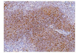 Anti-Cd2 Antibody Boster Bio